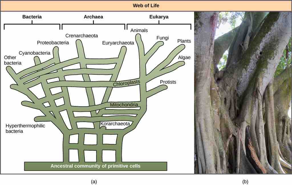 Phylogenetic web of life model