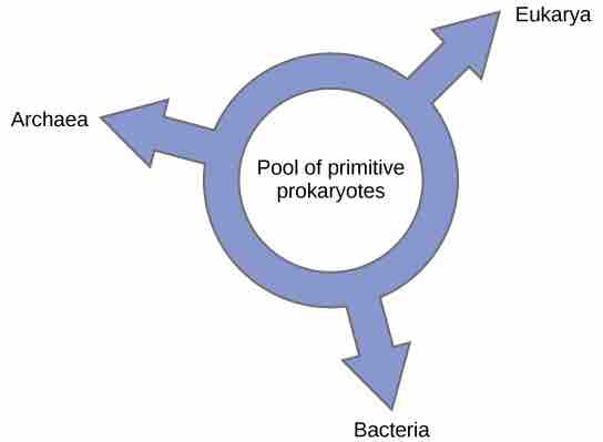 Phylogenetic ring of life model