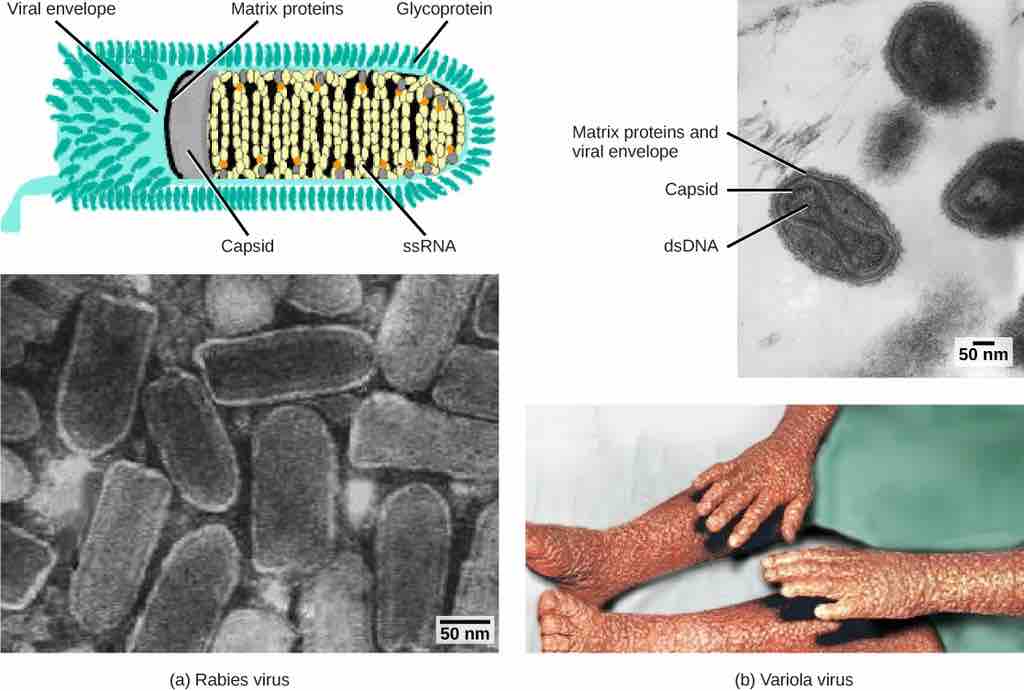 Example of viruses classified by caspid design