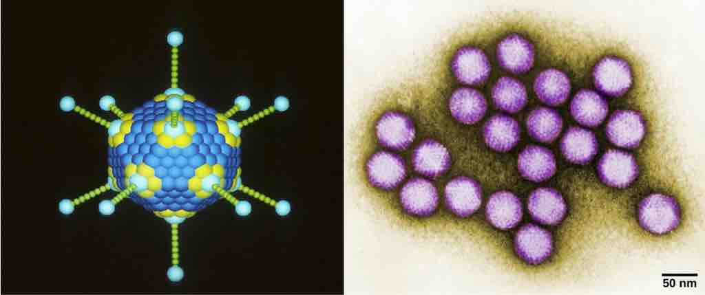 Adenovirus classification