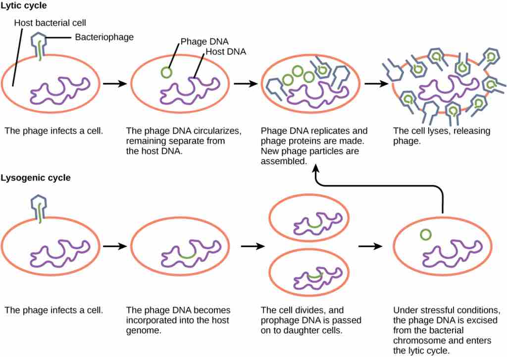 Lytic versus lysogenic cycle