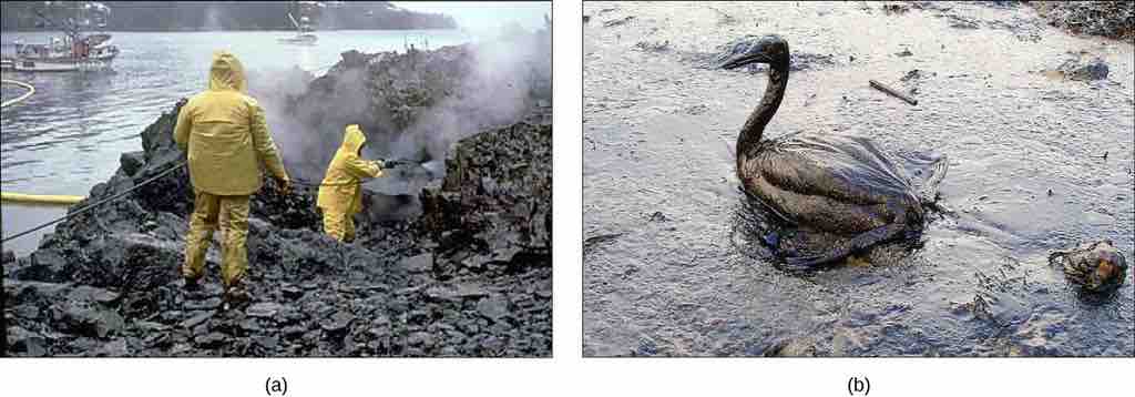 Bioremediation in the Exxon Valdez oil spill