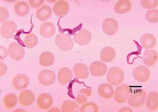 Trypanosomes