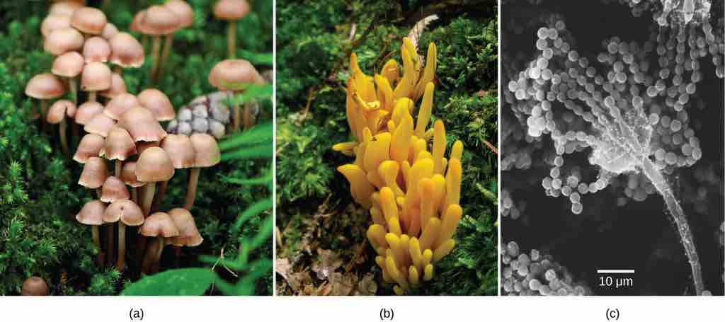 Examples of fungi