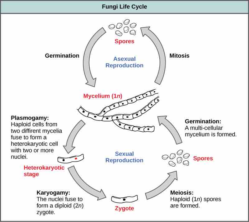 Types of fungal reproduction