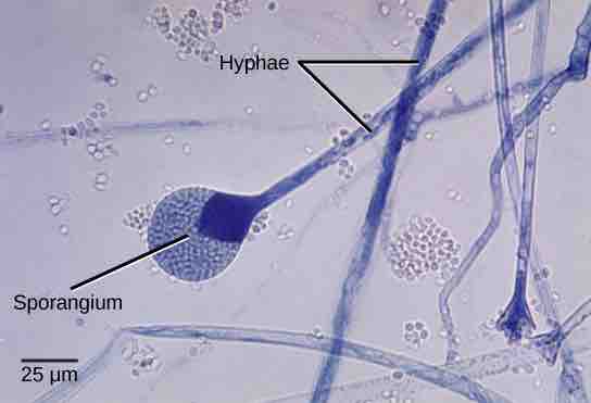 Release of spores from a sporangium