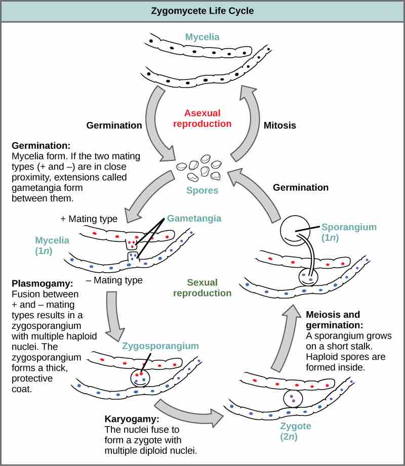 Zygomycete life cycle