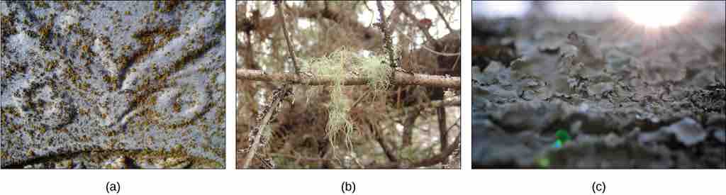 Lichen: fungi and cyanobateria