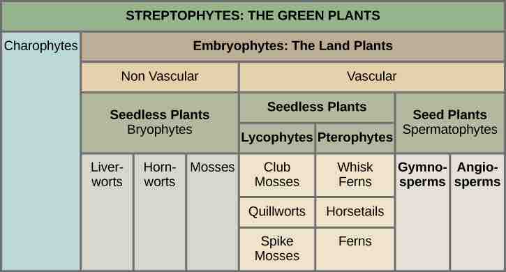 Major divisions of land plants
