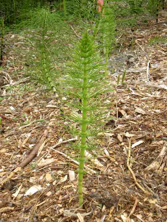 Leaves of a horsetail