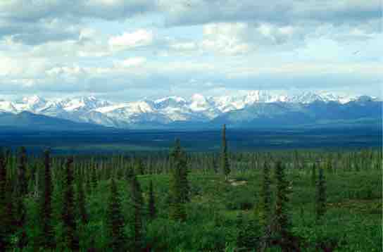 Gymnosperms of the taiga