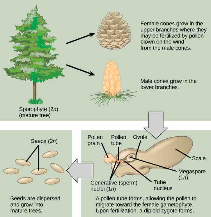 Life cycle of a conifer