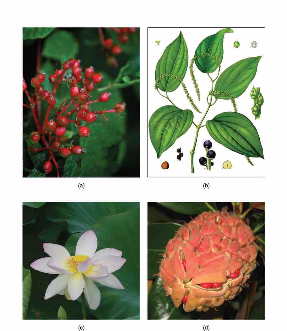 Examples of basal angiosperms