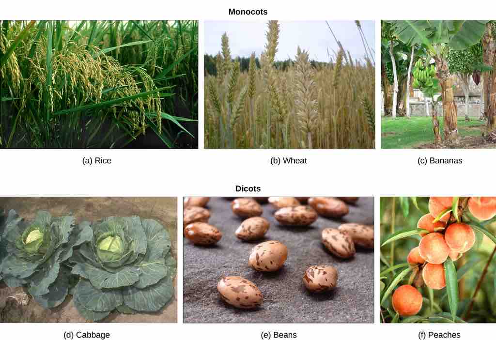 Monocots and Dicots: major crops of the world