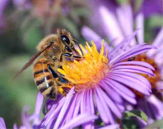 Animal-aided pollination
