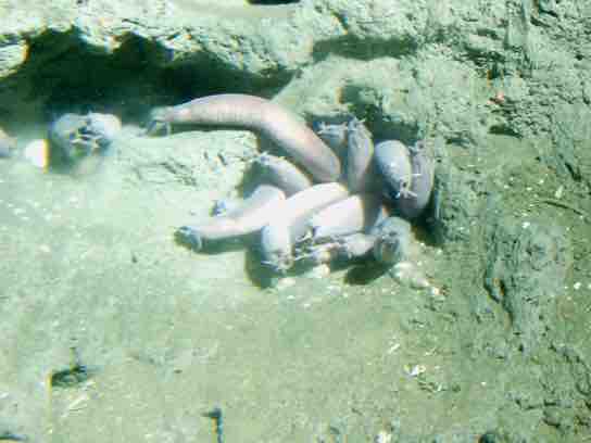 Hagfishes