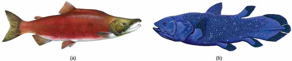 Actinopterygii and Sarcopterygii