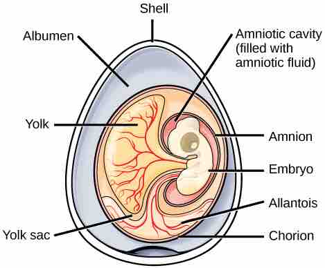 Amniotic eggs
