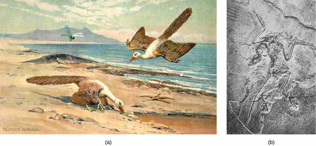 Bird fossils