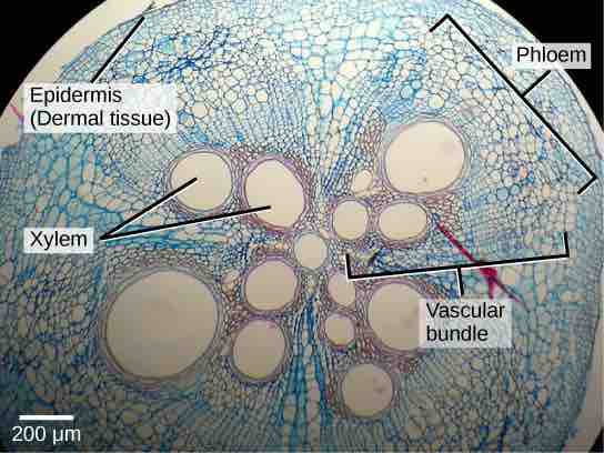 Cross section of a squash stem showing a vascular bundle