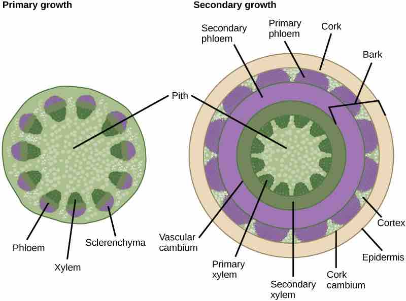 Primary and secondary growth
