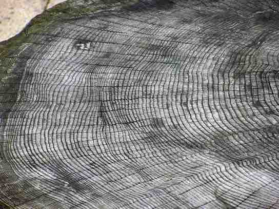 Annual growth rings