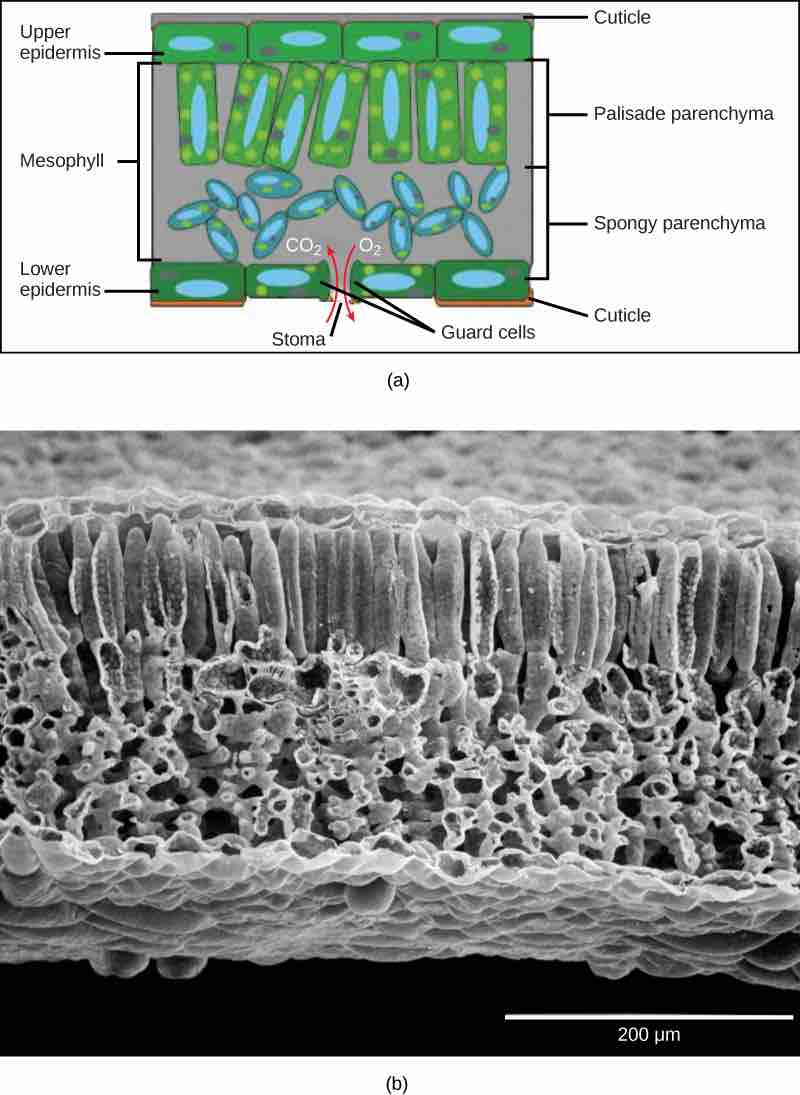 Mesophyll