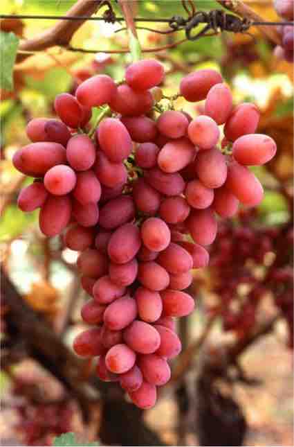 Effect of gibberellins on grapes