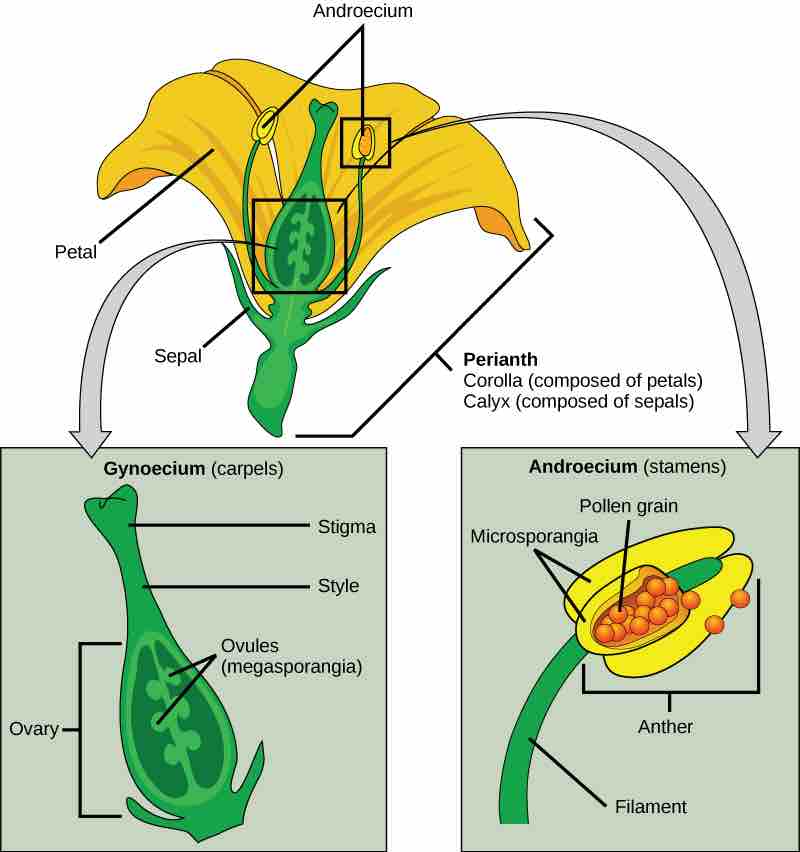 Structures of the flower