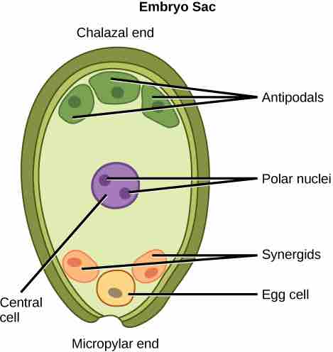 Embryo sac