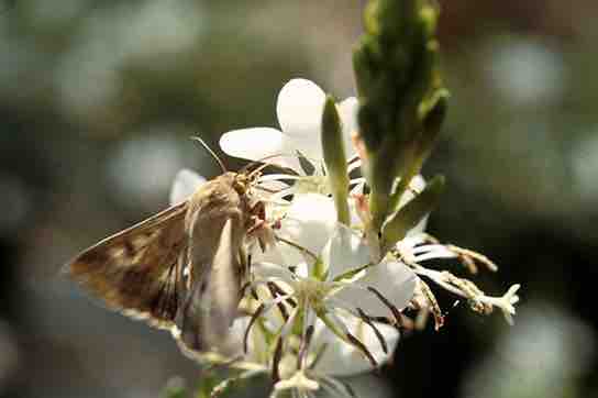 Moths as pollinators