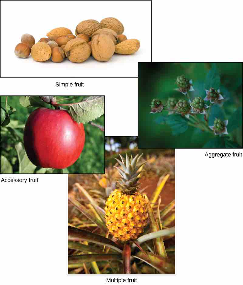 Types of fruit