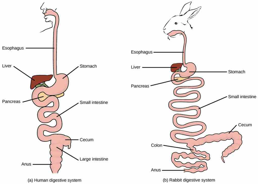 Mammalian digestive system (non-ruminant)