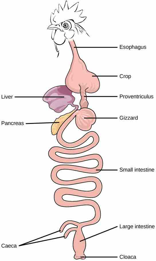 Bird digestive system