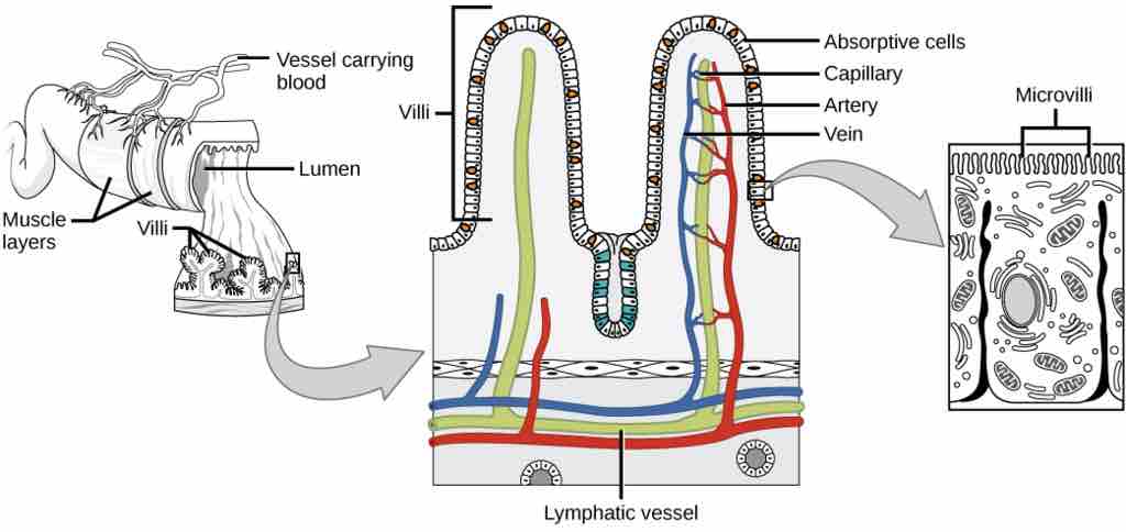Villi of the small intestine