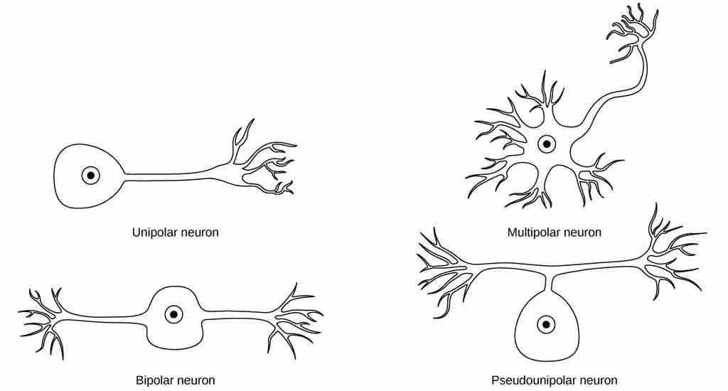 Types of Neurons