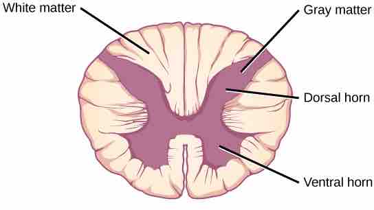 Spinal cord cross-section