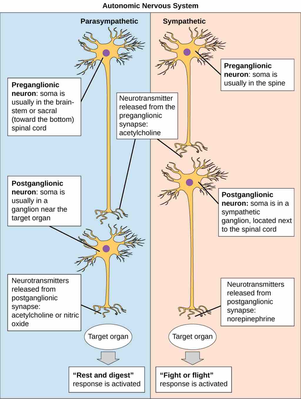 Autonomic nervous system