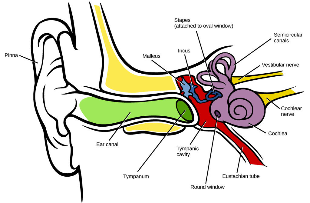 Human ear