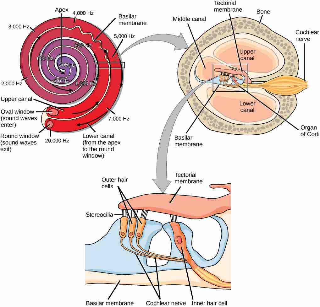 Transduction