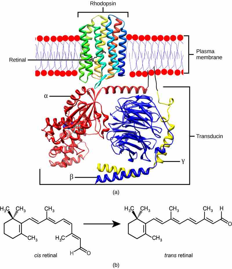 Rhodopsin