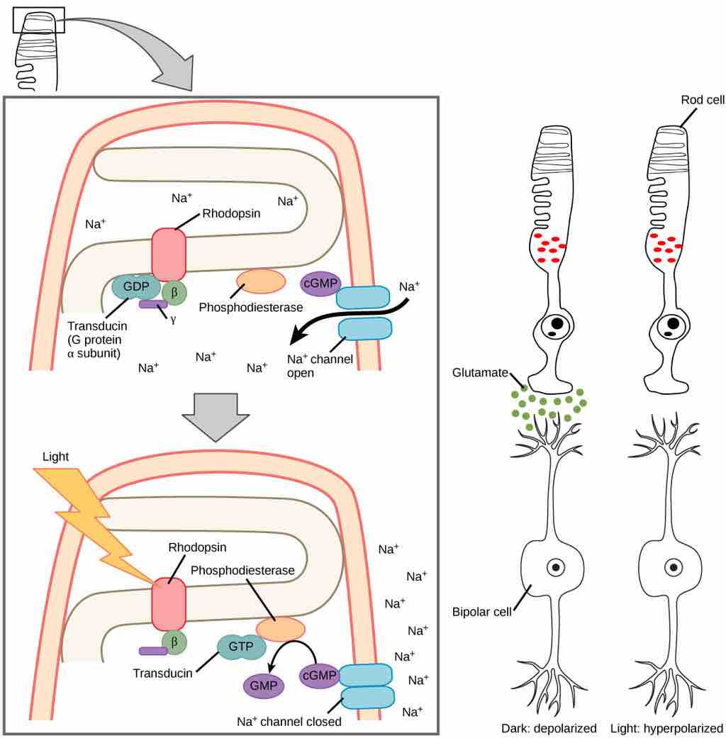 Hyperpolarized visual receptors