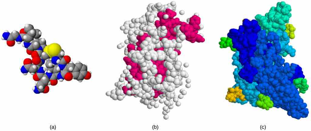 Peptide hormones