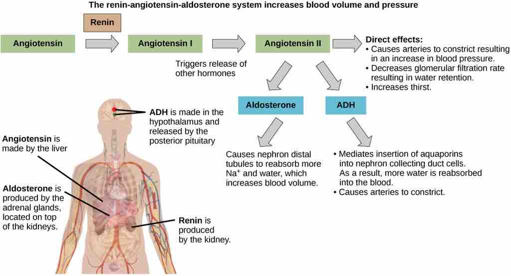 Action of aldosterone