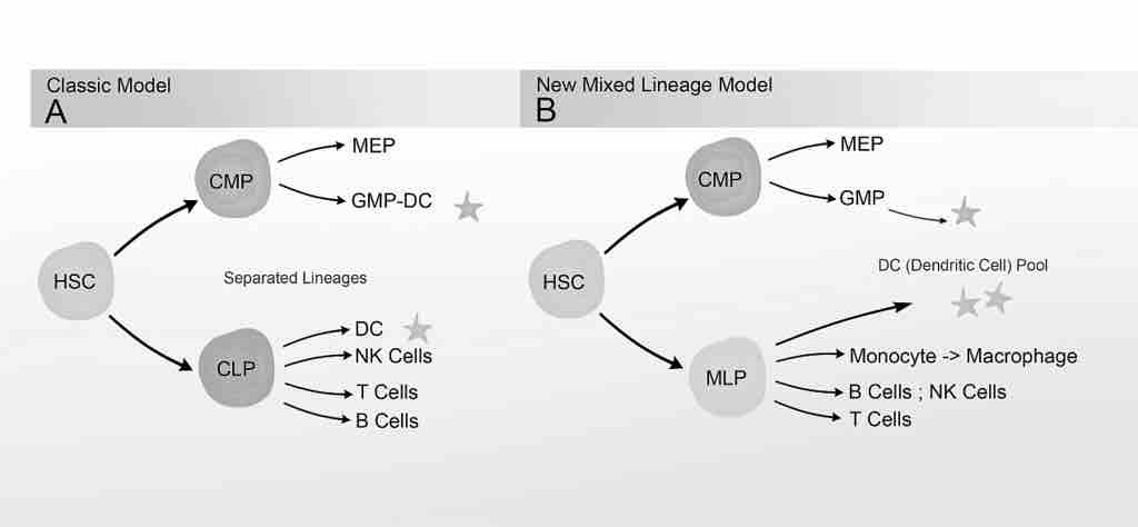 New Mixed Myeloid-Lymphoid Progenitor Tree(RCCH) Grayscale