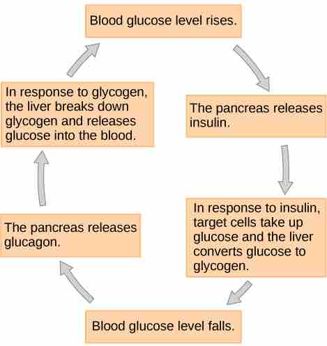 The regulation of blood glucose levels by insulin and glucagon