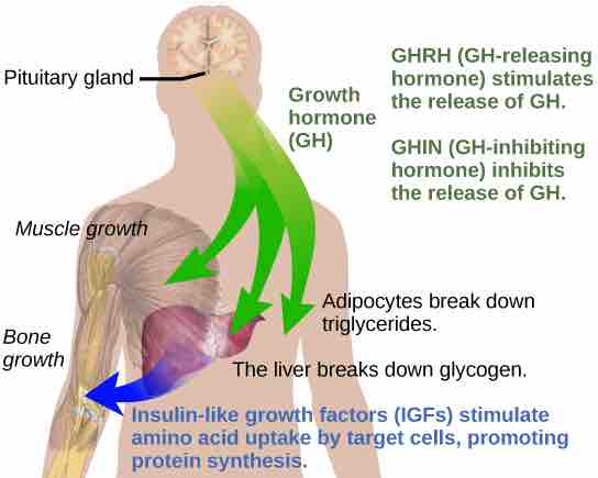 Effects of growth hormone