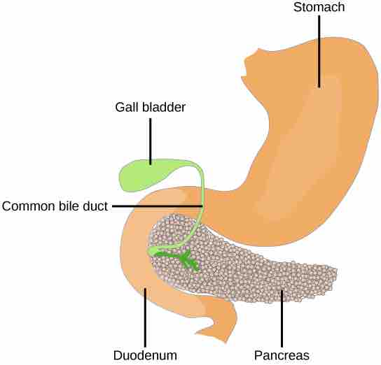 Pancreas