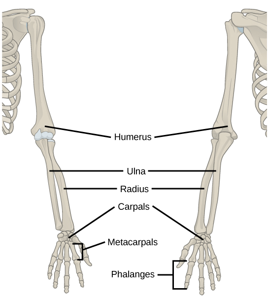 Upper limb