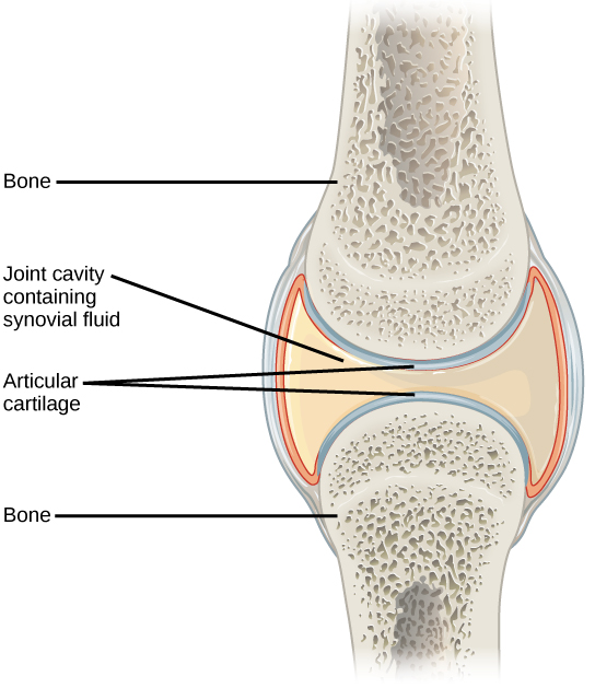 Synovial Joints